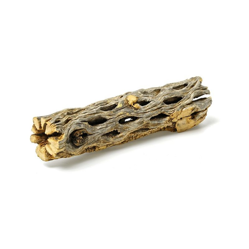 Cholla Wood 8cm