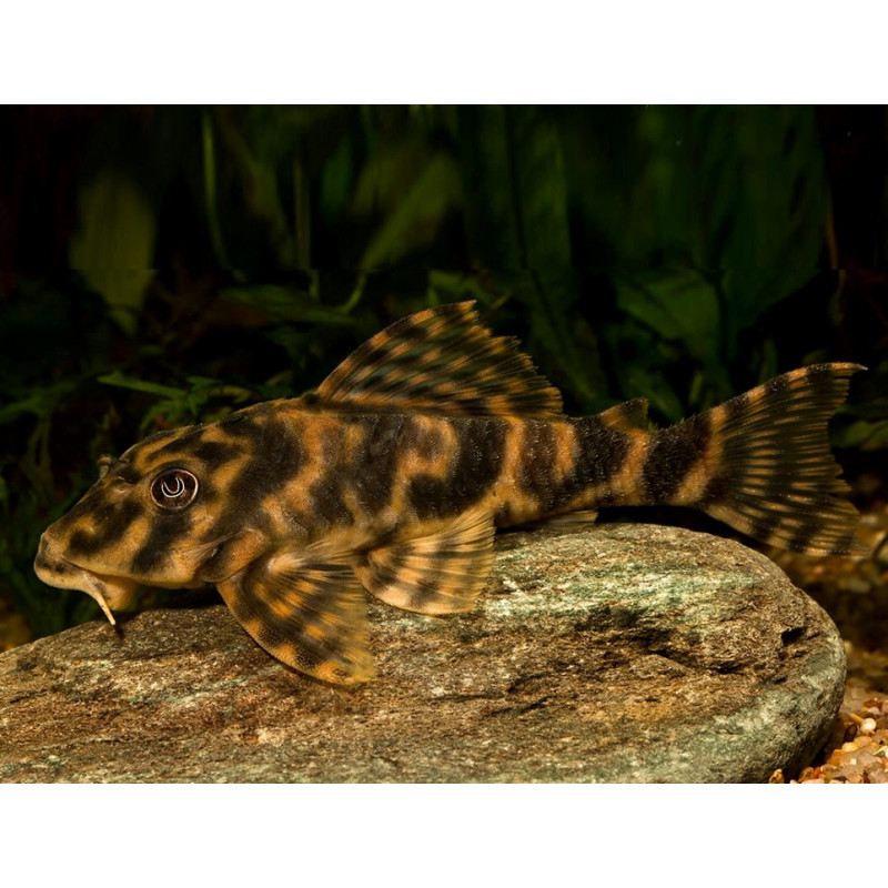 Peckoltia vittata, L015, Candy Striped Pleco