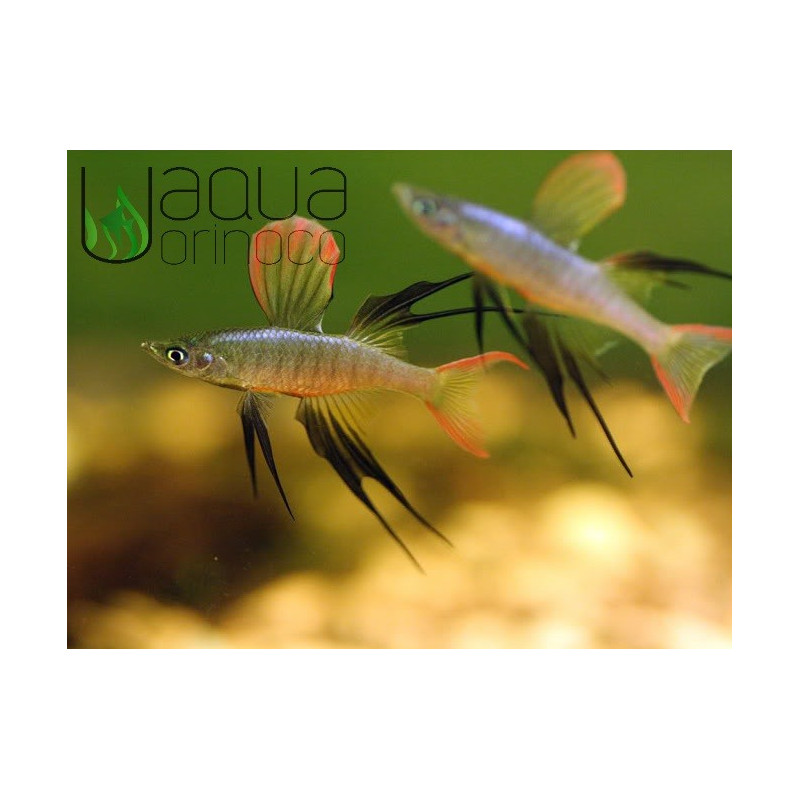 Arco-íris Threadfin - Iriatherina werneri L