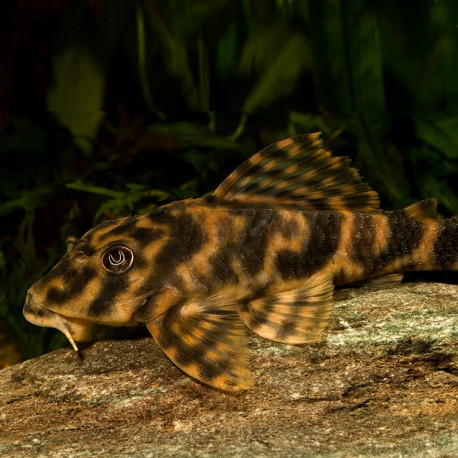 Peckoltia Vittata L015 Candy Striped Pleco