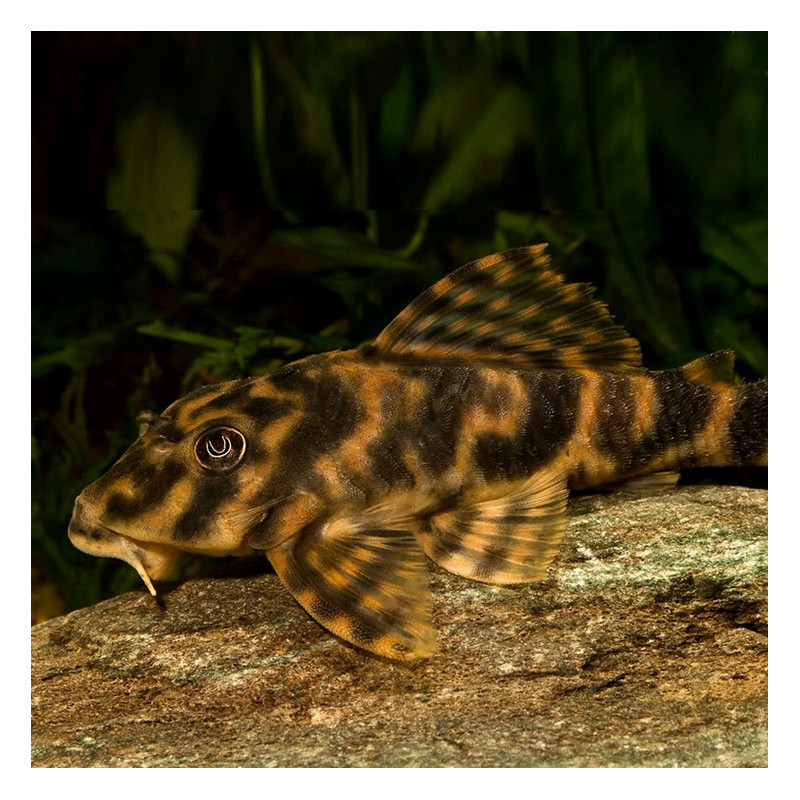 Peckoltia vittata, L015, Candy Striped Pleco