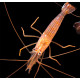 Lysmata wurdemanni - Camarones de menta - Camarones que comen Aiptasia