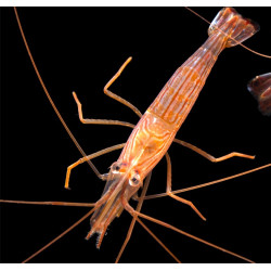 Lysmata wurdemanni - Peppermint Shrimp - Camarão Comedor de Aiptasia Lysmata wurdemanni - Peppermint Shrimp - Camarão Comedor de Aiptasia