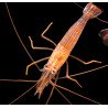 Lysmata wurdemanni - Peppermint Shrimp - Camarão Comedor de Aiptasia