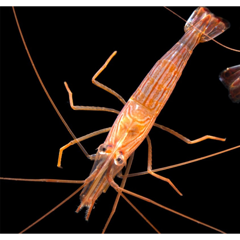 Lysmata wurdemanni - Peppermint Shrimp - Camarão Comedor de Aiptasia