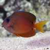 Ctenochaetus binotatus