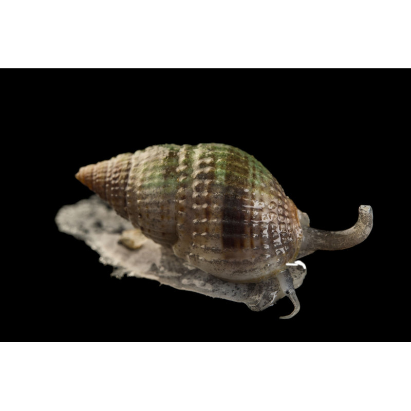 Nassarius vibex - Caracol