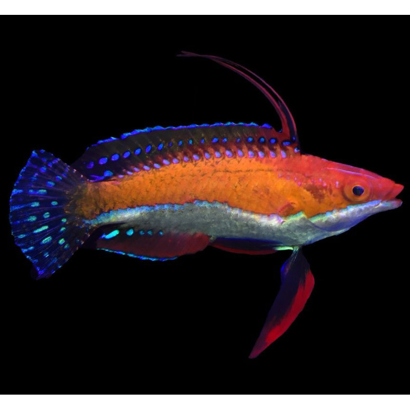 Cirrhilabrus rubeus Ruby Longfin Fairy Wrasse AquaOrinoco
