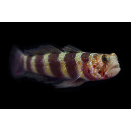 Amblyeleotris wheeleri