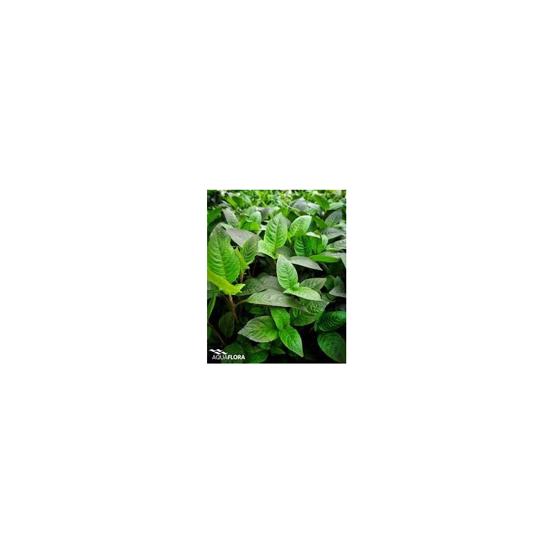 Hygrophila stricta Narrow