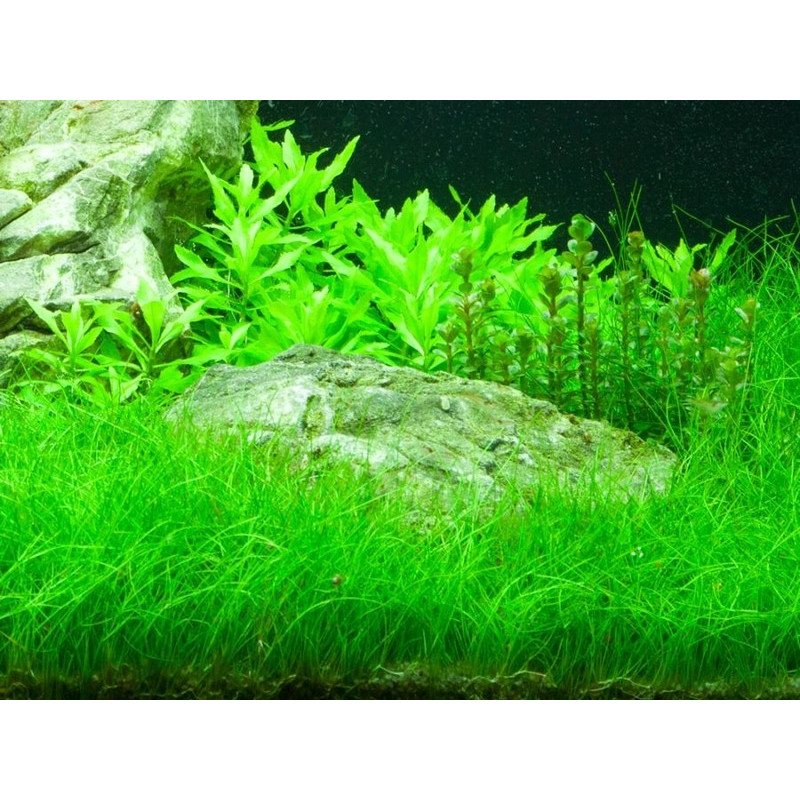 Eleocharis parvula