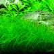 Eleocharis parvula