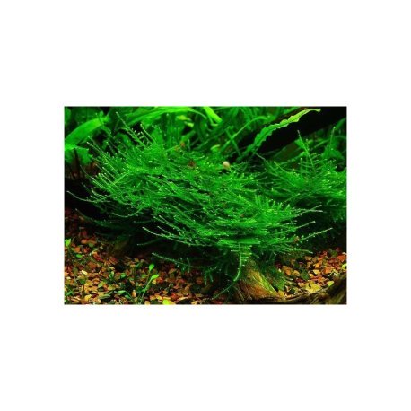 Taxiphyllum alternans - Taiwan moss