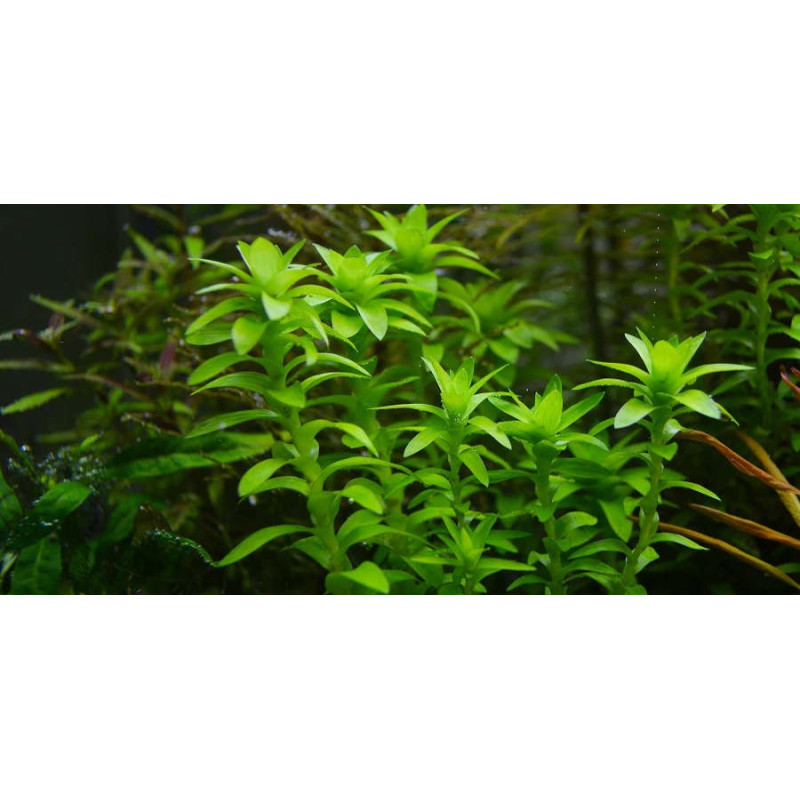 Tonina fluviatilis Tonina fluviatilis
