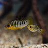 Limia nigrofasciata