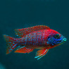Aulonocara sp. Rubin Red 6-7cm