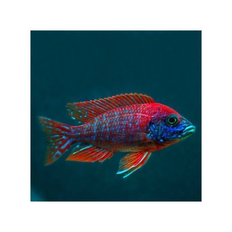 Aulonocara sp. Rubin Red 6-7cm