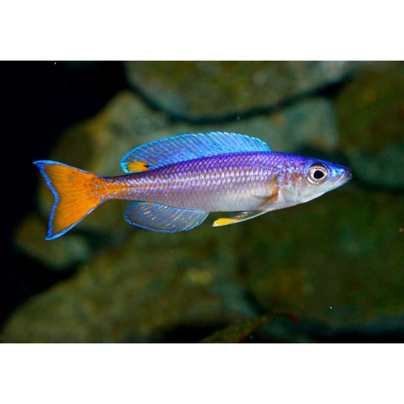 Cyprichromis leptosoma Utinta 4-5 cm