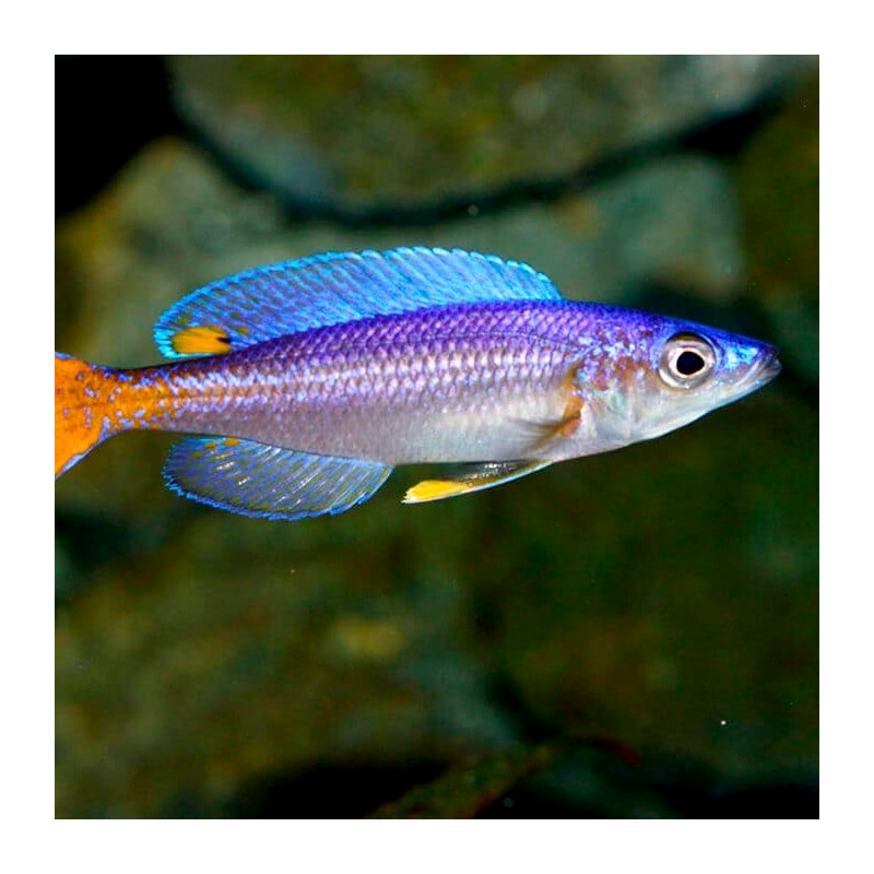 Cyprichromis leptosoma Utinta 4-5 cm