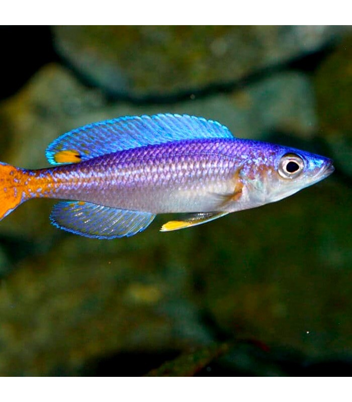 Cyprichromis leptosoma Utinta 4-5 cm