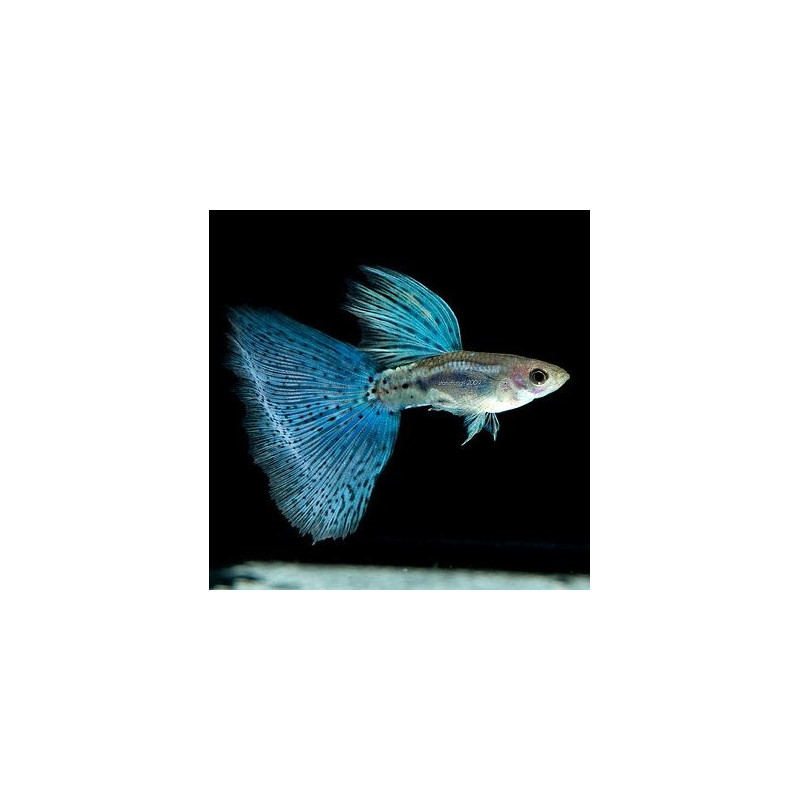 Guppy Blue Grass (casais) - Poecilia reticulata