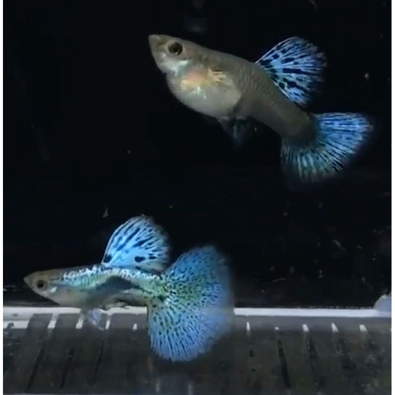 Guppy Blue Grass (casais) - Poecilia reticulata