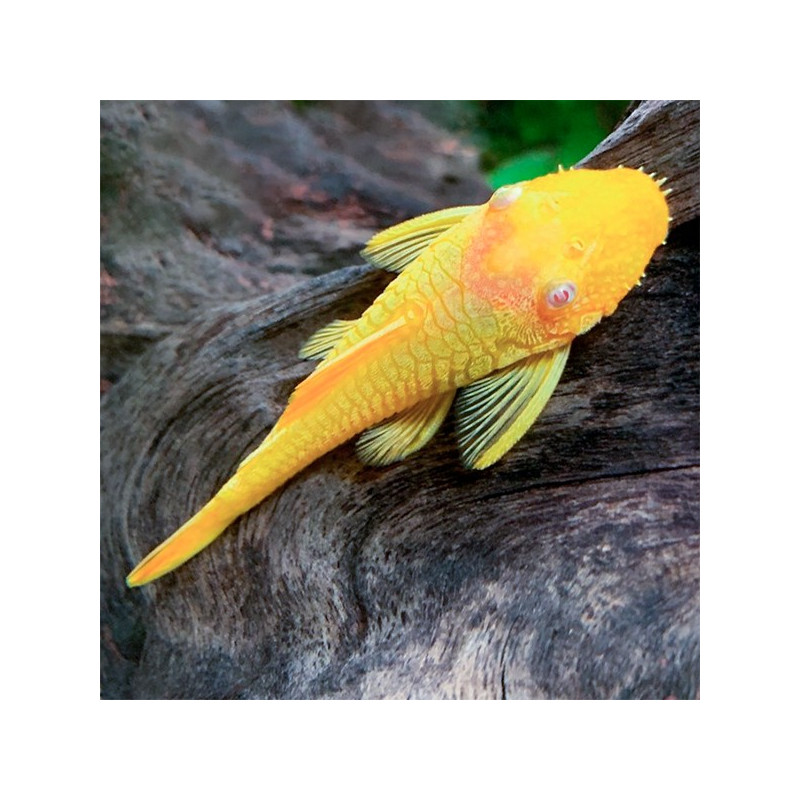 Ancistrus Gold - Ancistrus sp. - S