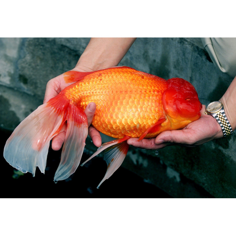 Oranda 3-4cm