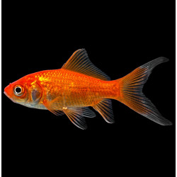 Carassius Auratus - Pez dorado 5-7cm Carassius Auratus - Pez dorado 5-7cm