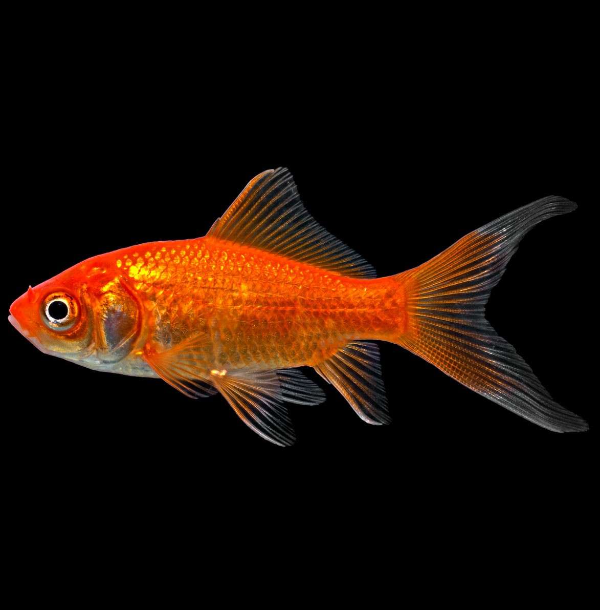 El Pez Dorado Es Vertebrado O Invertebrado Carassius Auratus - Pez dorado 5-7cm - AquaOrinoco