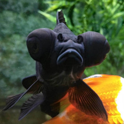 Carassius Auratus - Telescopio Oranda 3-4cm Carassius Auratus - Telescopio Oranda 3-4cm