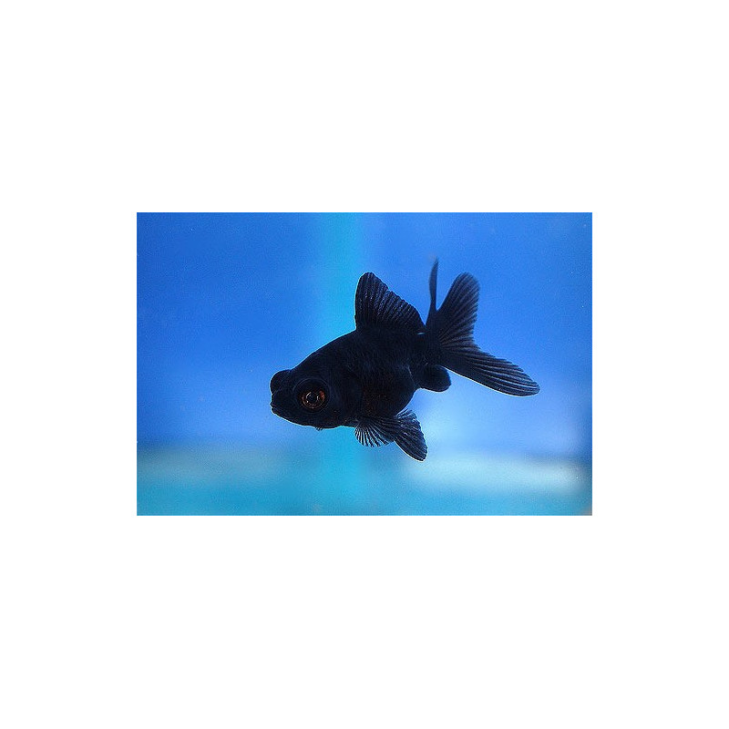 Oranda 3-4cm