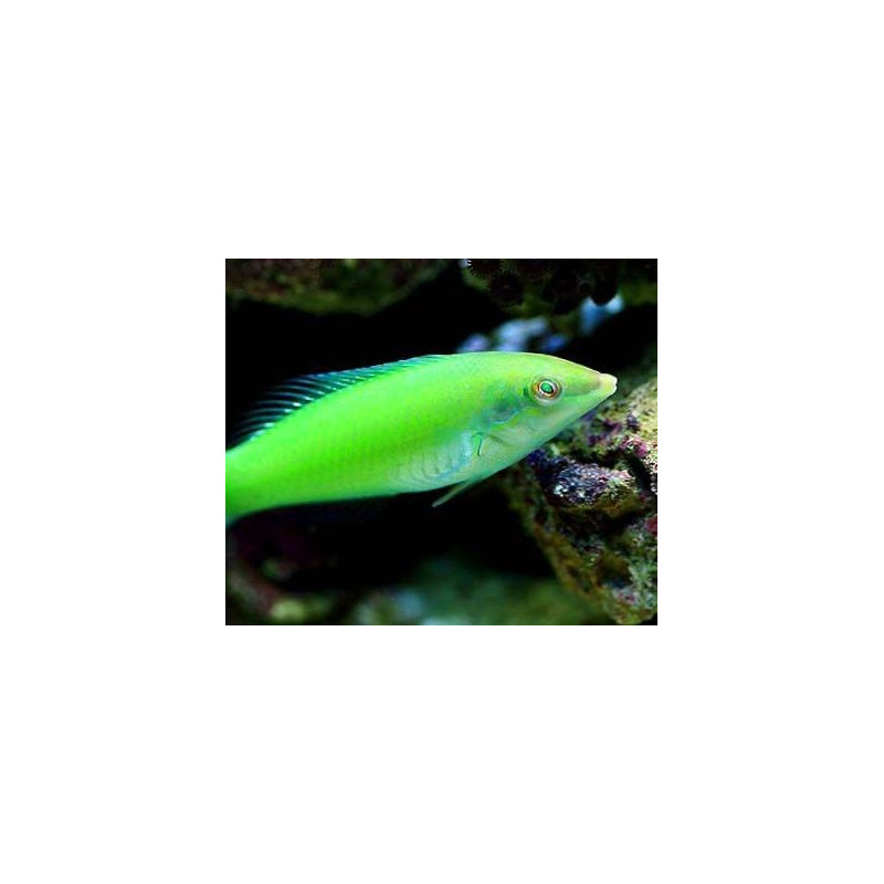 Halichoeres chloropterus - Green Wrasse Halichoeres chloropterus - Green Wrasse