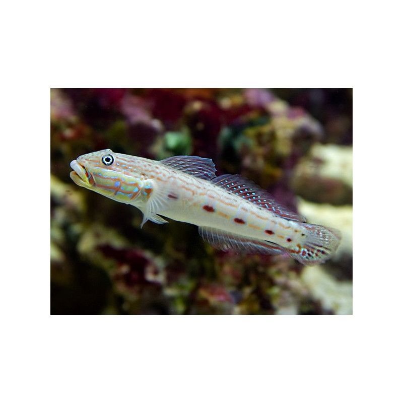 Valenciennea longipinnis M