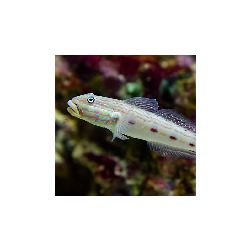 Valenciennea longipinnis M