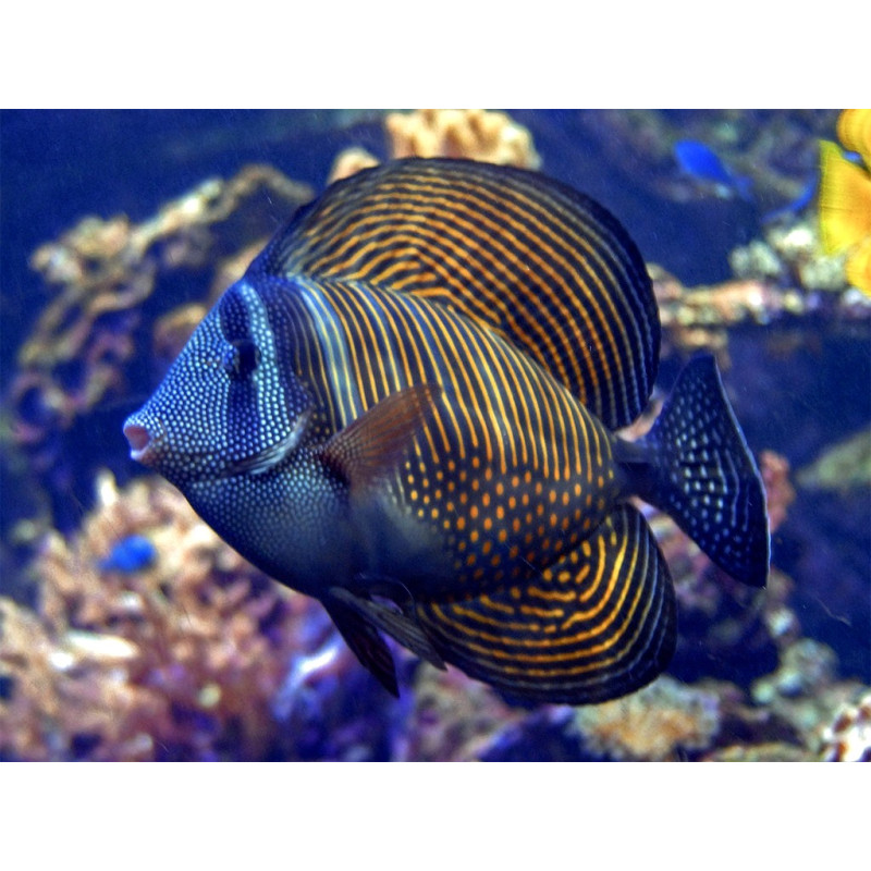 Zebrasoma desjardini ( Sailfin Tang ) Zebrasoma desjardini ( Sailfin Tang )