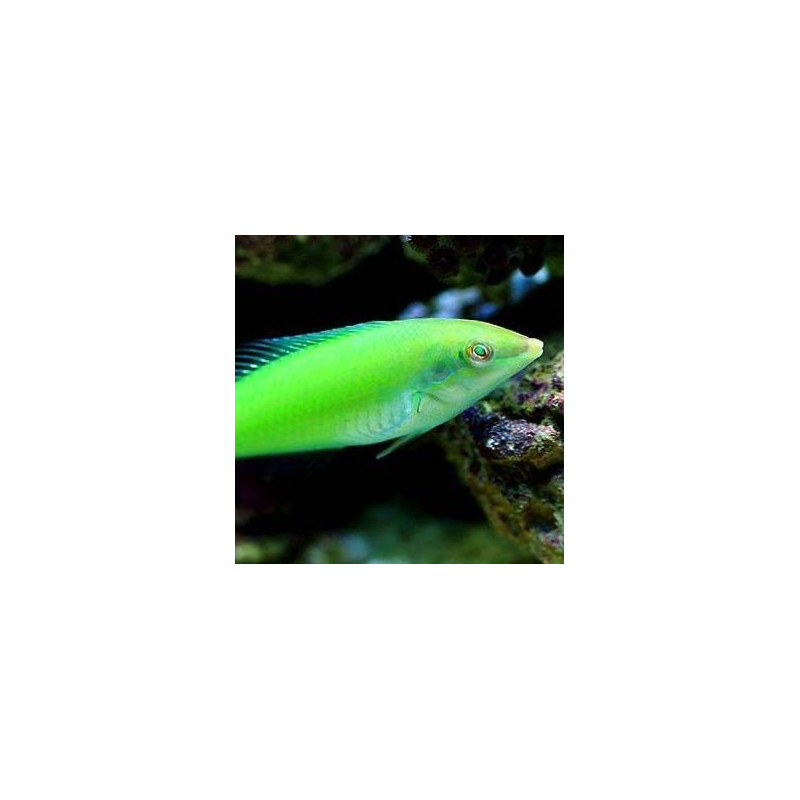 Halichoeres chloropterus - Green Wrasse