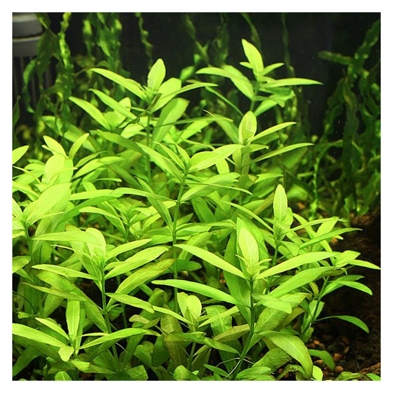 Hygrophila polysperma