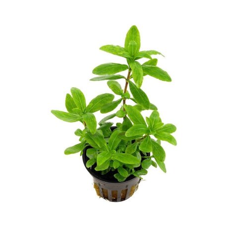Hygrophila polysperma