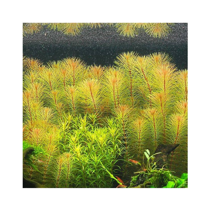 Rotala species Vietnam