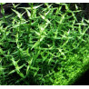 Gratiola viscidula
