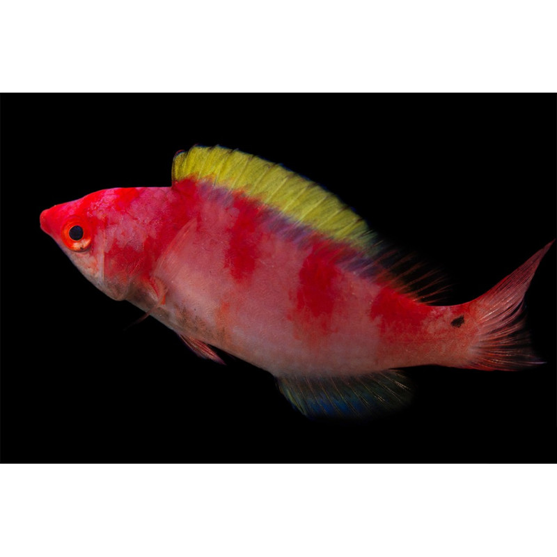 Cirrhilabrus flavidorsalis - Halloween Wrasse