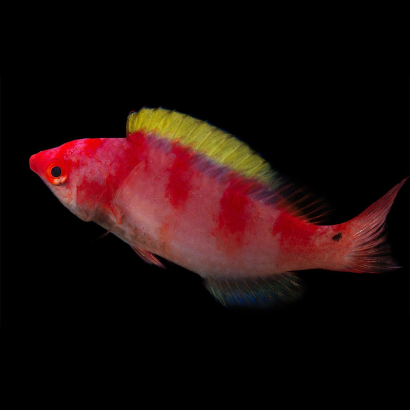Cirrhilabrus flavidorsalis - Halloween Wrasse