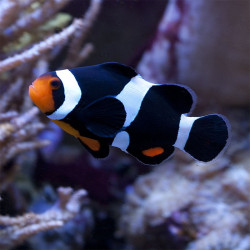 Amphiprion Ocellaris - Darwini TB - Peixe Palhaço Preto Amphiprion Ocellaris - Darwini TB - Peixe Palhaço Preto