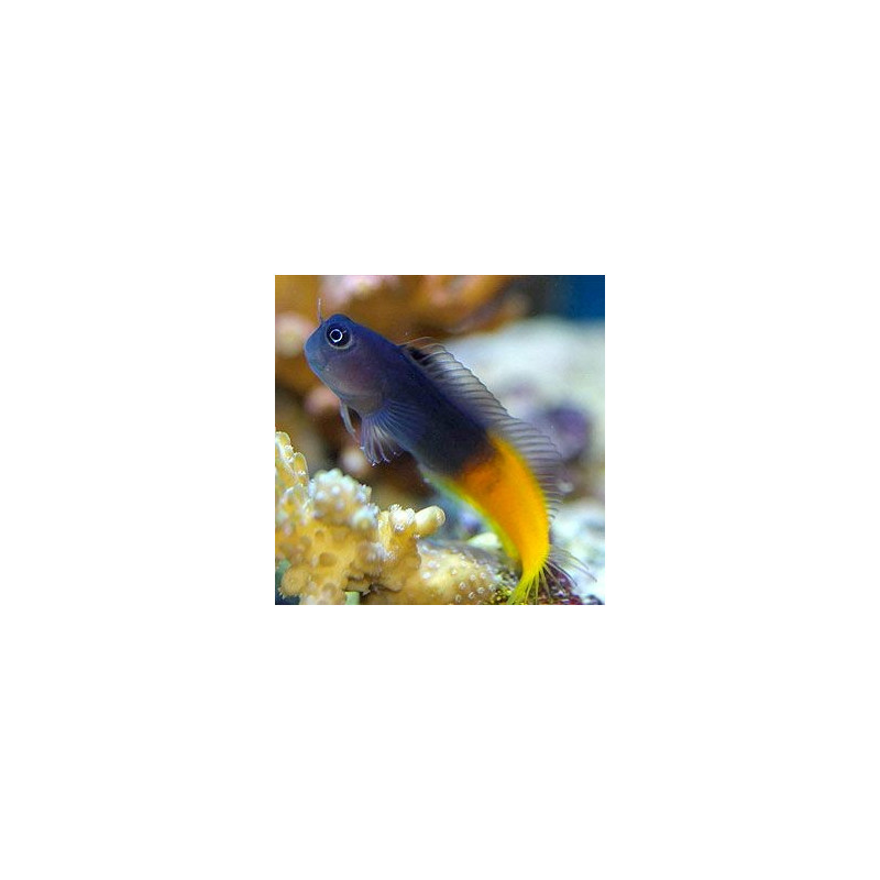 Ecsensius Bicolor