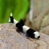 Yaoshania pachychilus - Botia Panda