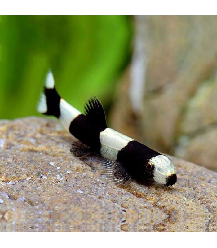 Yaoshania pachychilus - Botia Panda