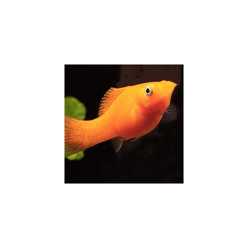 Molly Gold - Poecilia sphenops