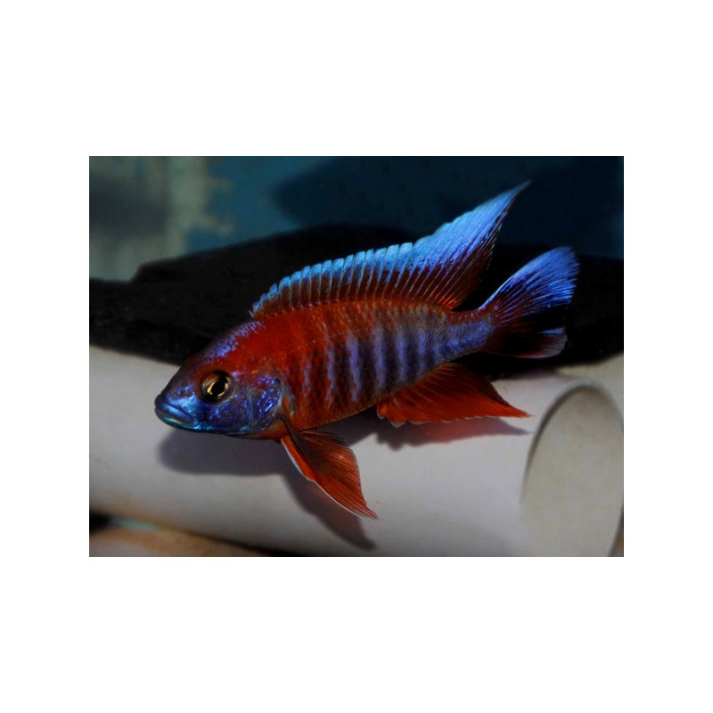 Aulonocara jacobfreidbergi 5-6cm Aulonocara jacobfreidbergi 5-6cm