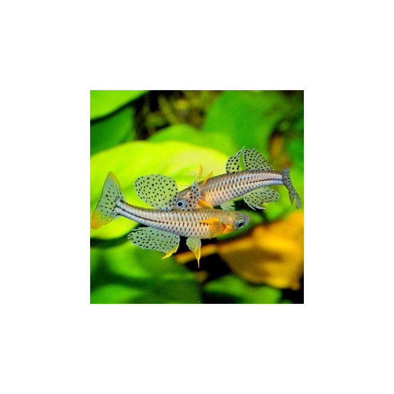 Arco iris de ojos azules manchados XL - Pseudomugil gertrudae